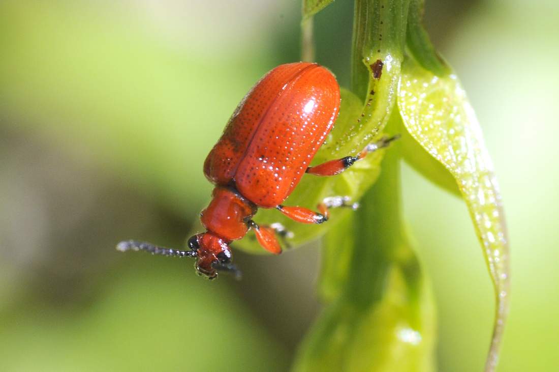 Lilioceris cf. schneideri?
